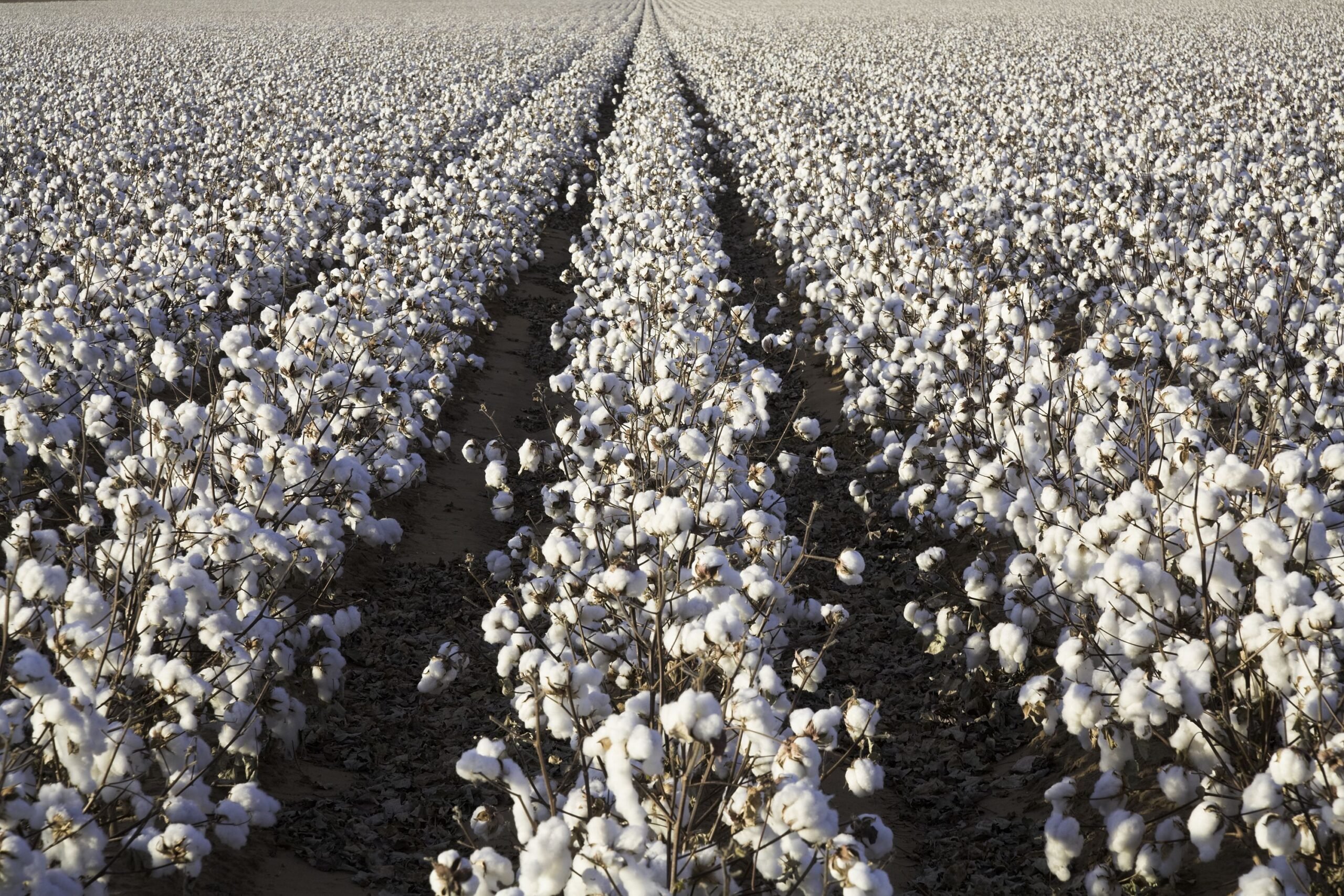 Click for more cotton shots. Also please see more of my agriculture shots. Thank you for looking.