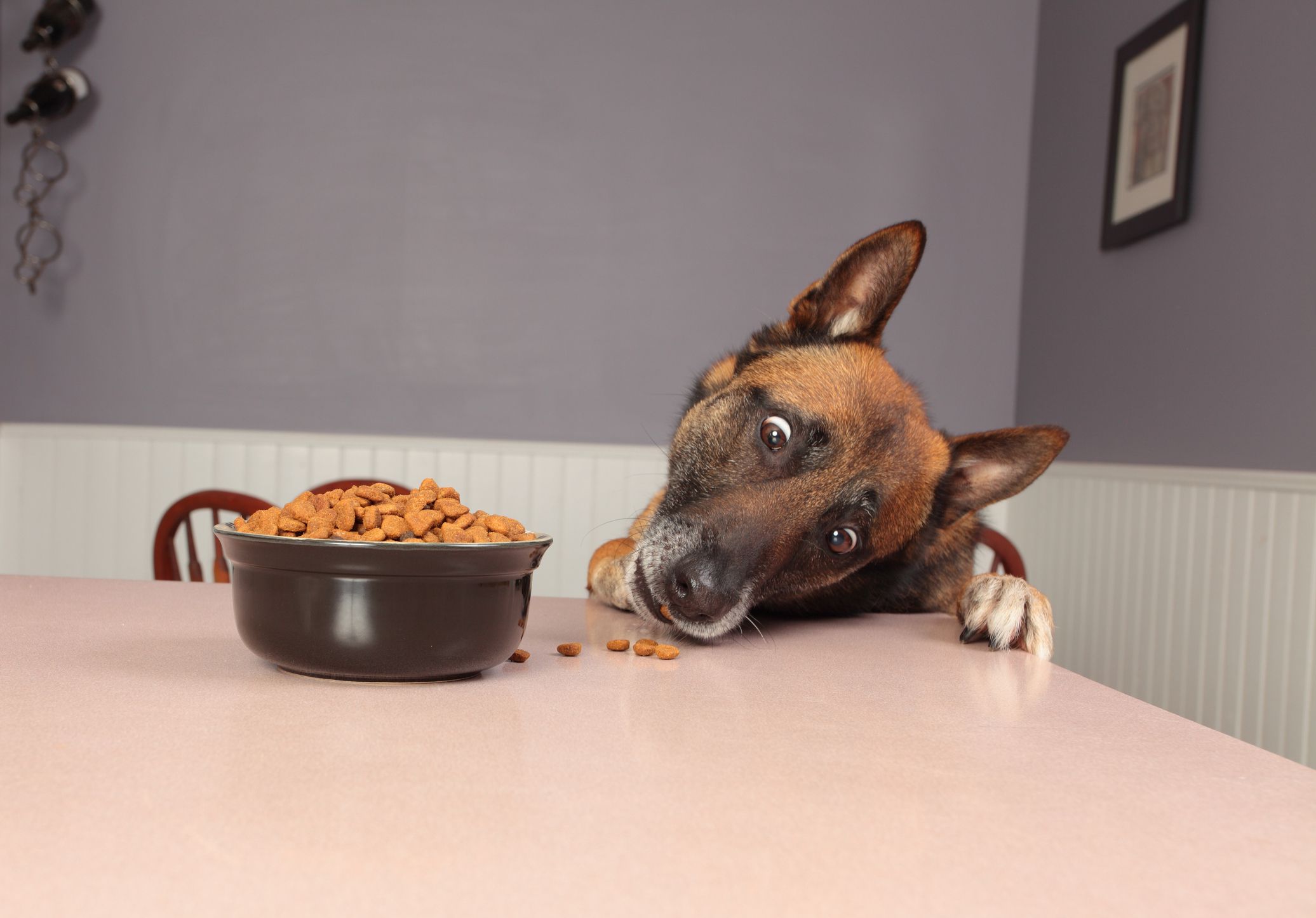 A dog stealing food from the counter