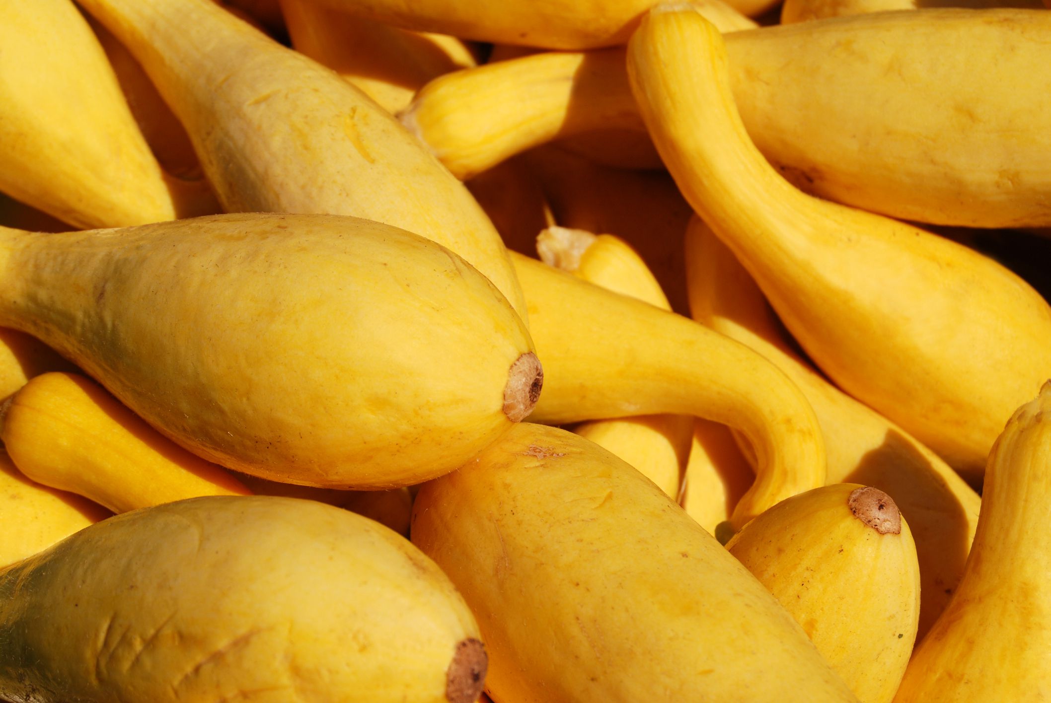 Yellow summer squash at market.Please review other pictures from my portfolio: