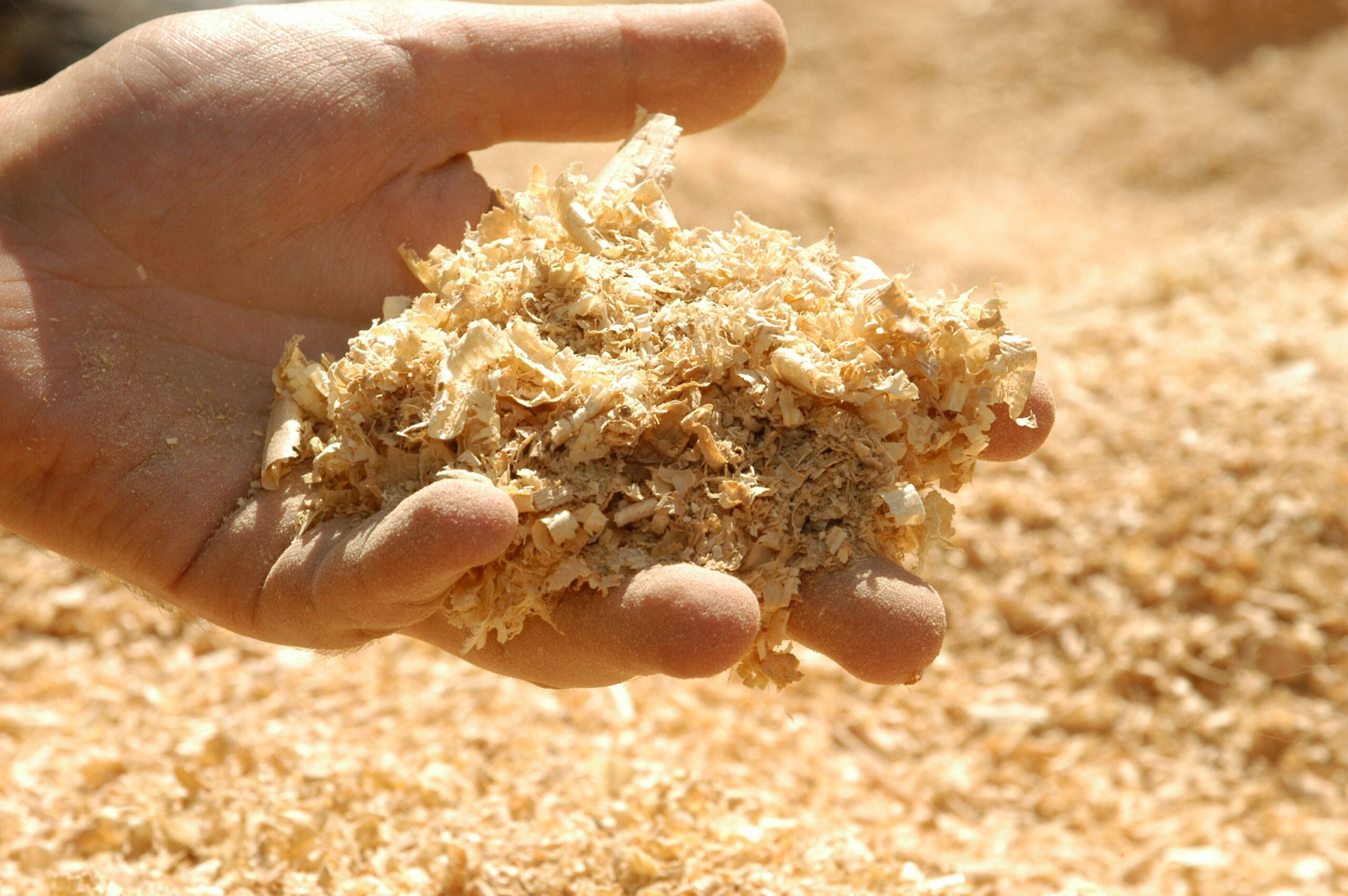sawdust in hand