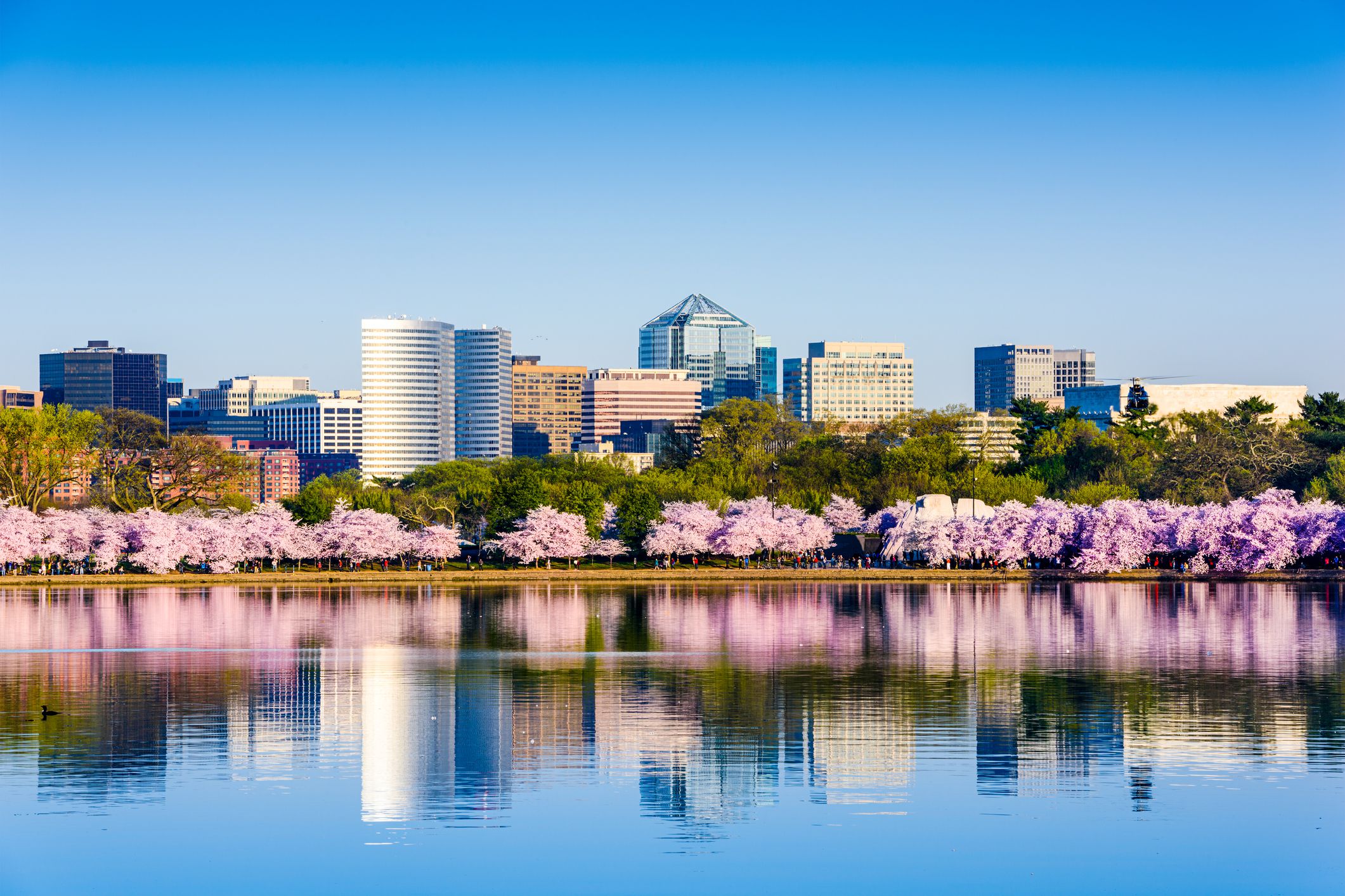 Washington, D.C. at the Tidal Basin during cherry blossom season with the Rosslyn business distict citycape.
