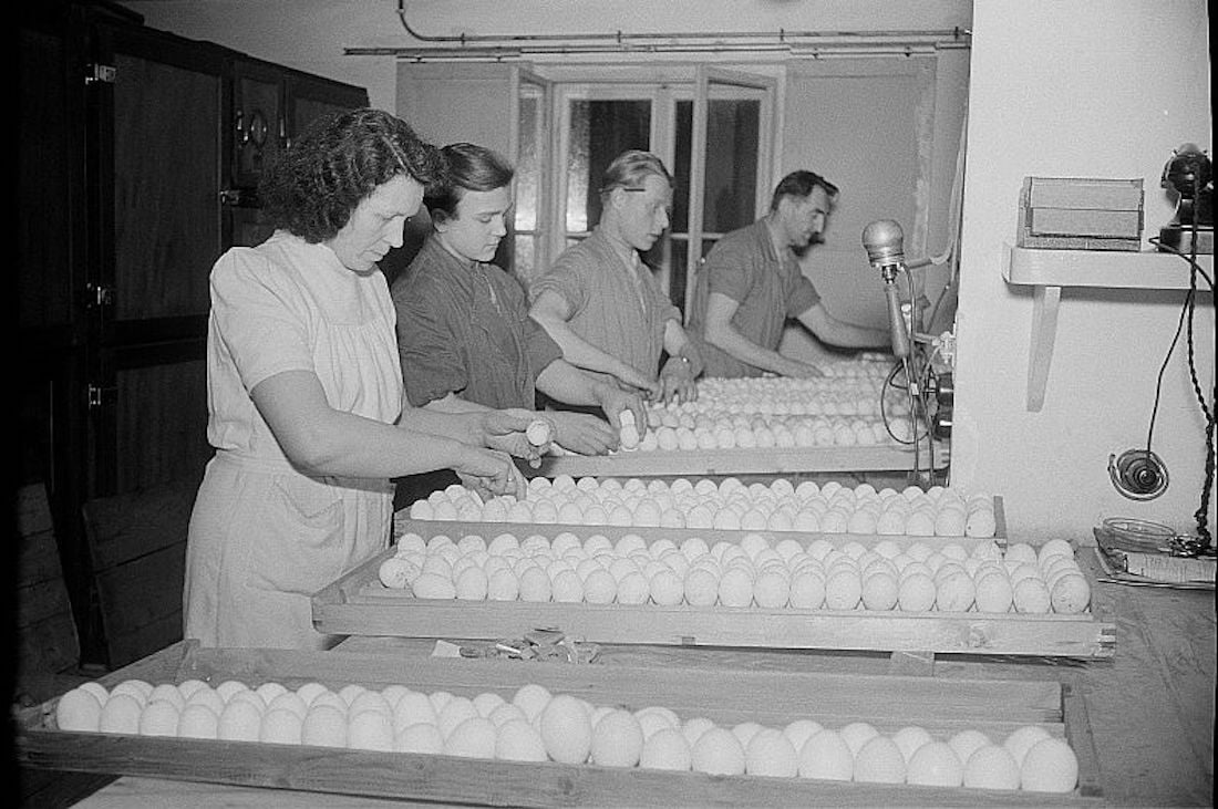 Four people stand in a row, carefully handling and arranging eggs on trays in a factory or workplace setting. The room is well-lit, and equipment is visible on the right side of the image.