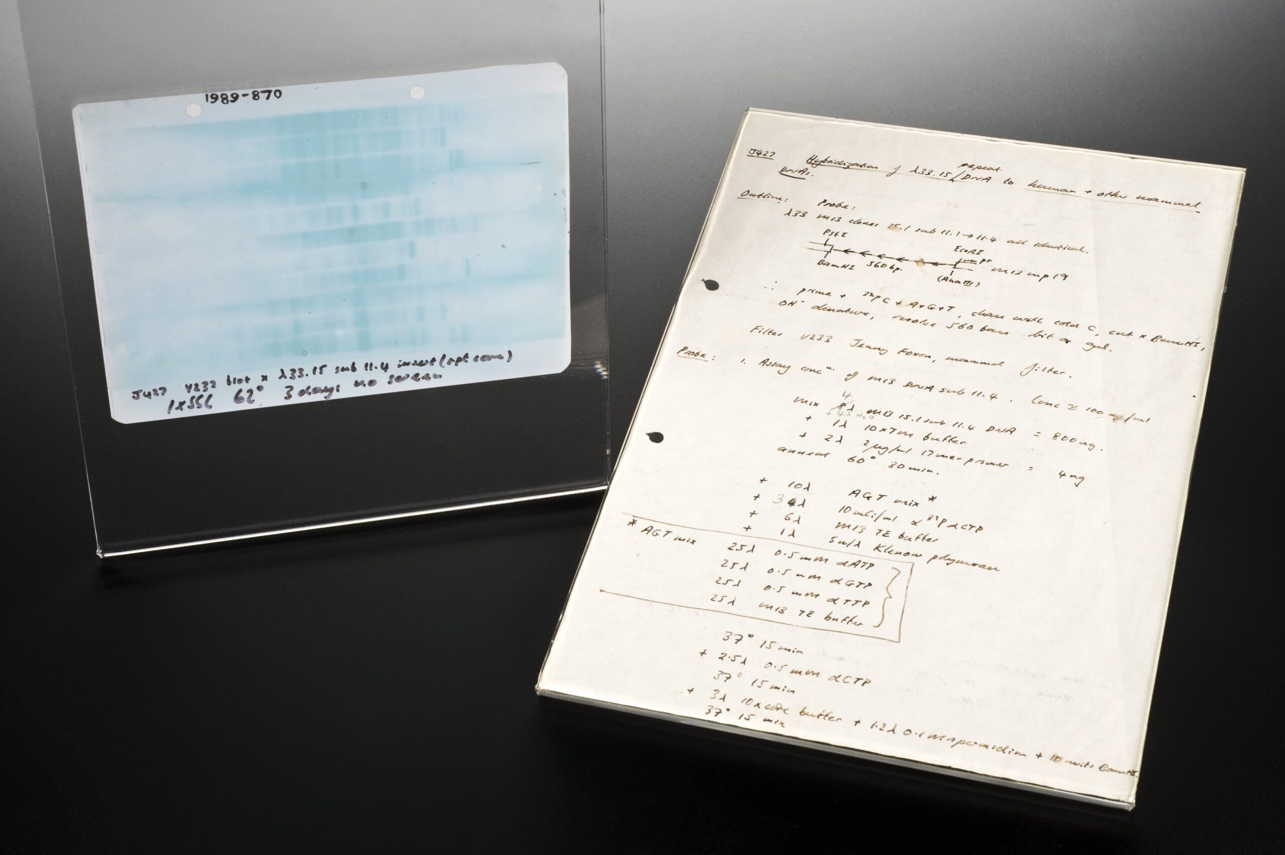 Autoradiograph of the first genetic fingerprint. Apart from identical twins, everybodys DNA has a characteristic pattern. Certain regions of DNA are particularly variable. This is an autoradiograph of the first DNA fingerprint, prepared by Alec Jeff