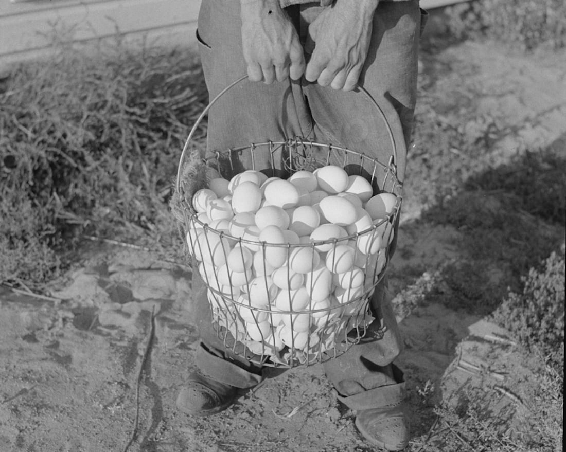 A person stands outdoors holding a large wire basket filled with eggs. Only the person's hands, legs, and basket are visible. The ground is sandy with some sparse vegetation.
