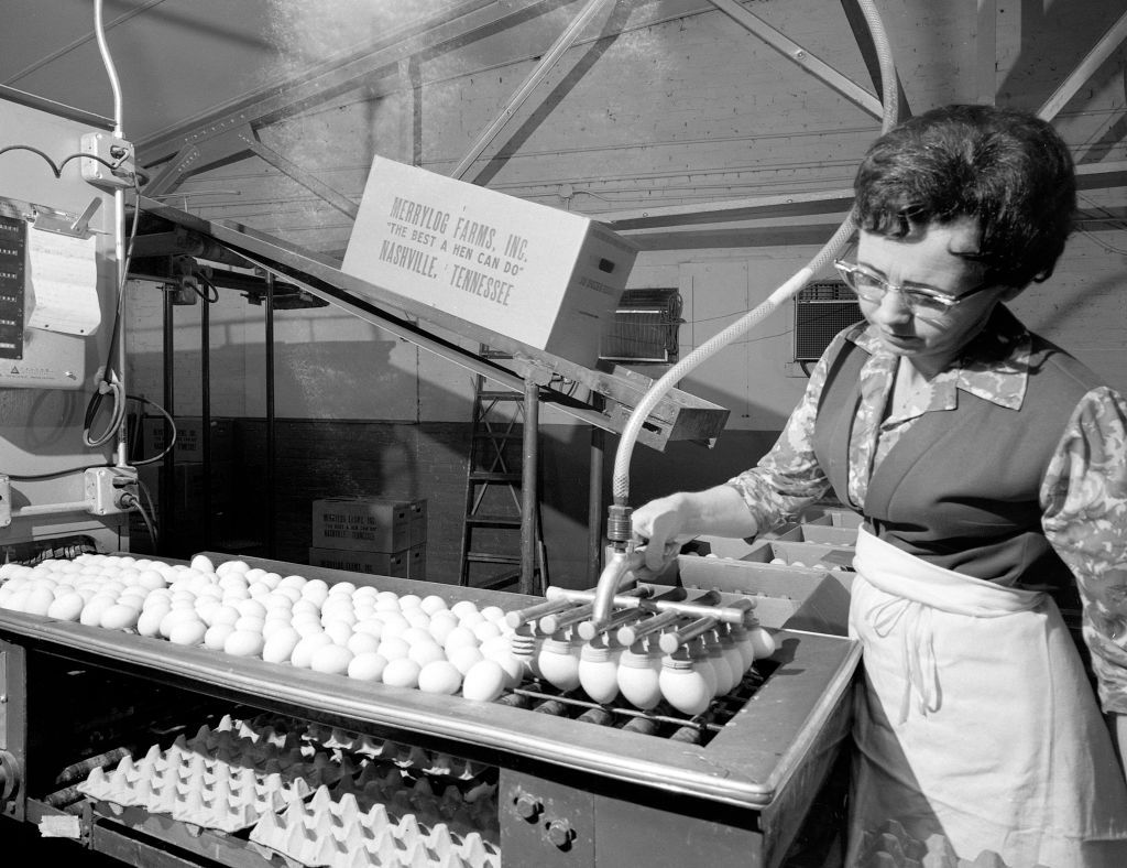 A worker at Merry Log Farms sorts and inspects eggs circa 1960, in Nashville, Tennessee.