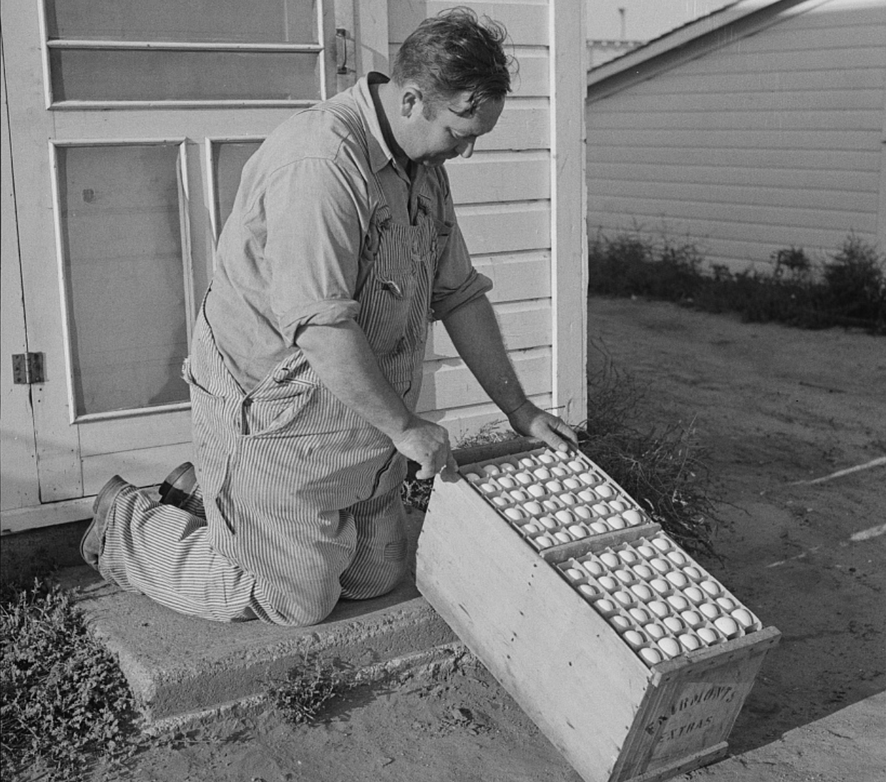 Man and eggs