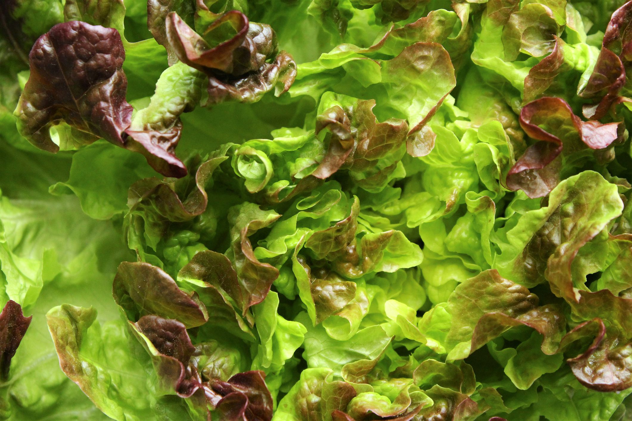 Ruby Red Leaf Lettuce background photo