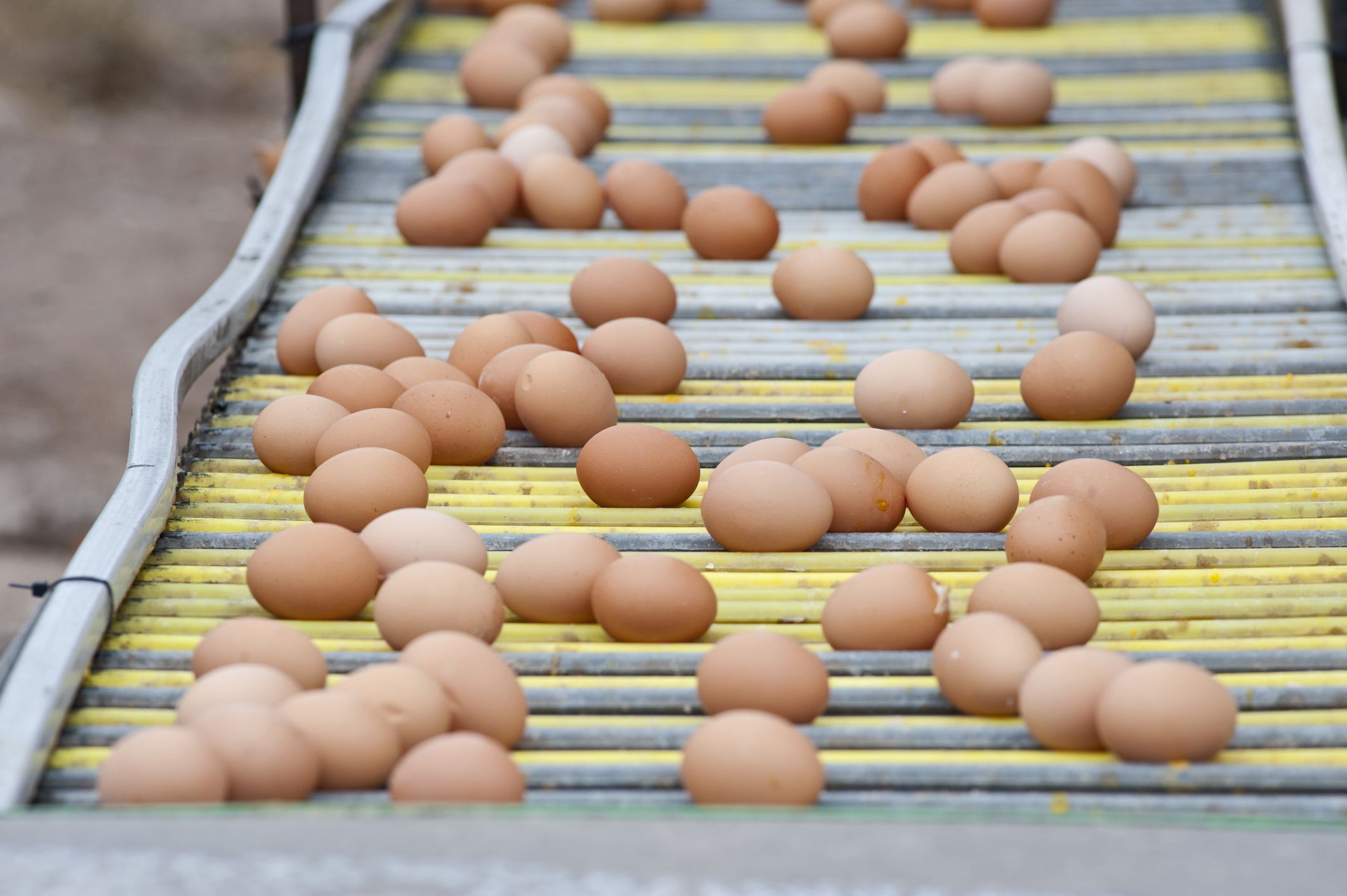 Eggs production line.