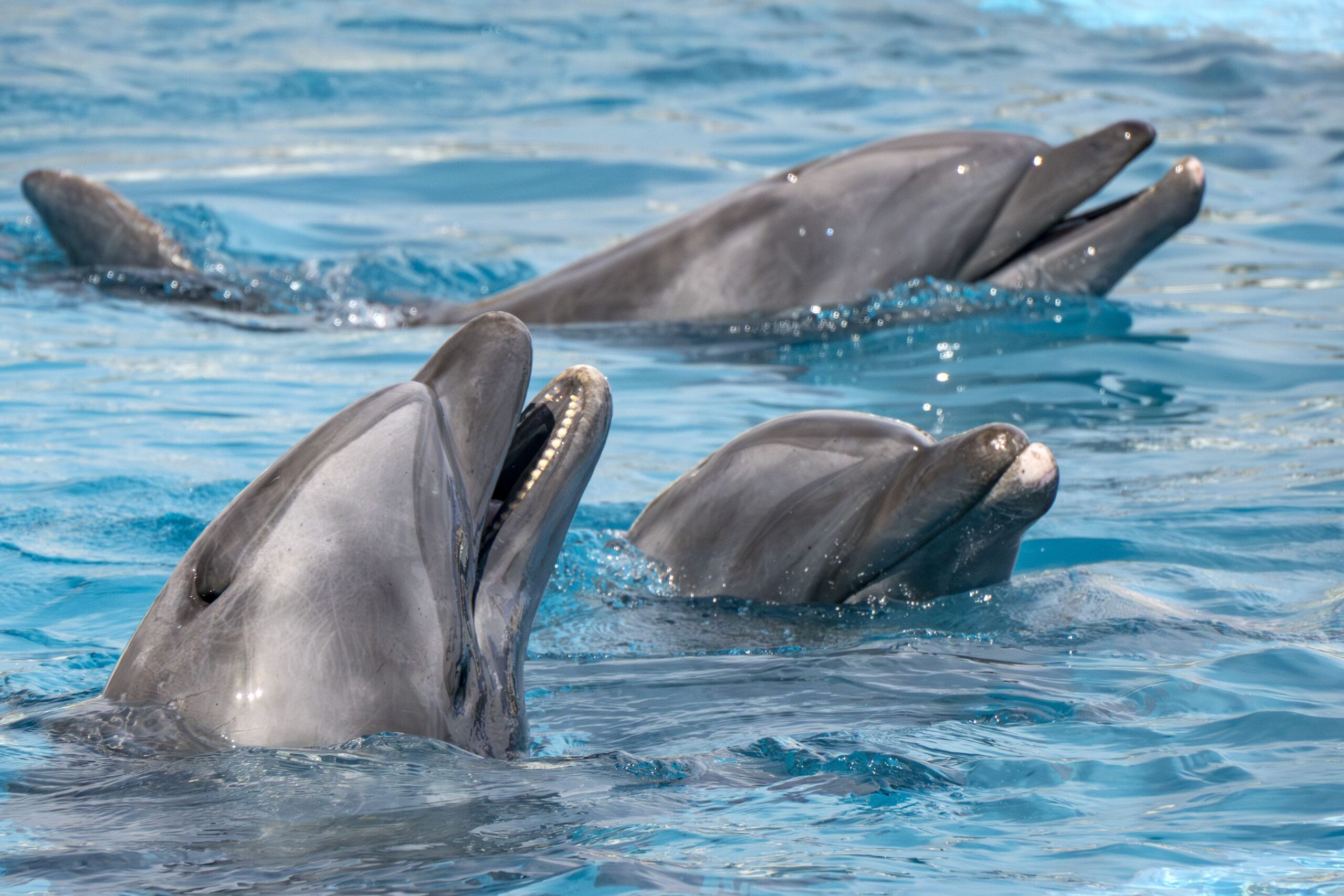 Three Dolphins in a row close up portrait in blue water