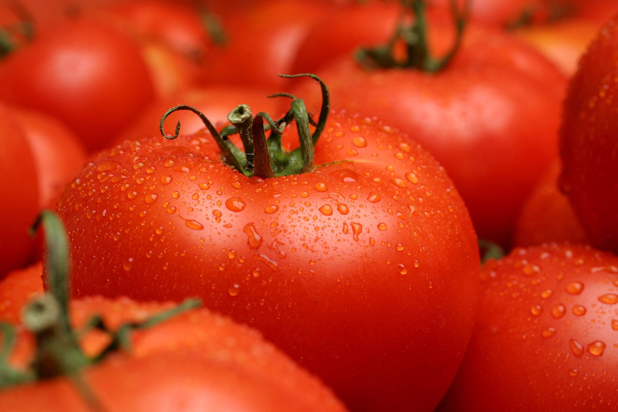 Fresh tomatos