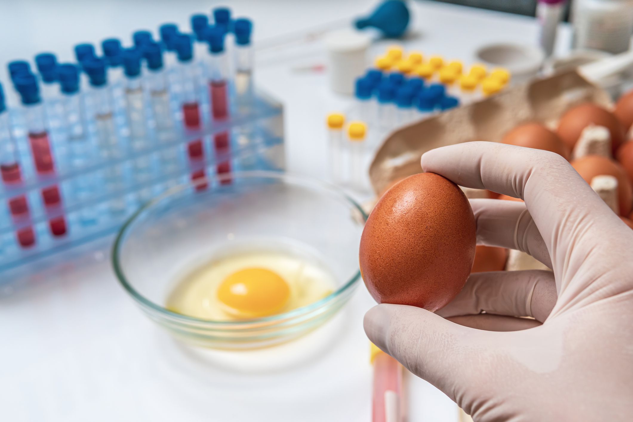 Food quality testing concept. Scientist is holding egg in hand in laboratory.
