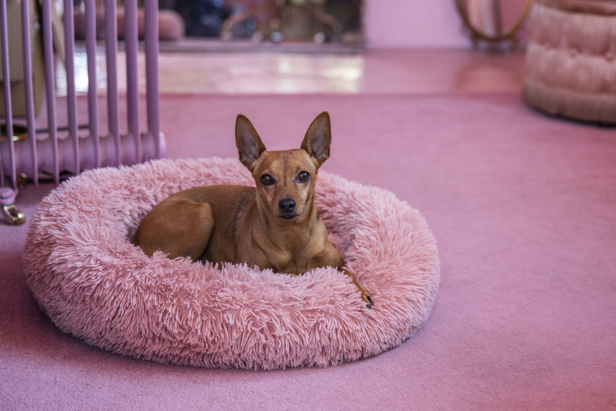 Purebred dog looking at camera with alert expression while enjoying cozy pampered lifestyle in the pink.