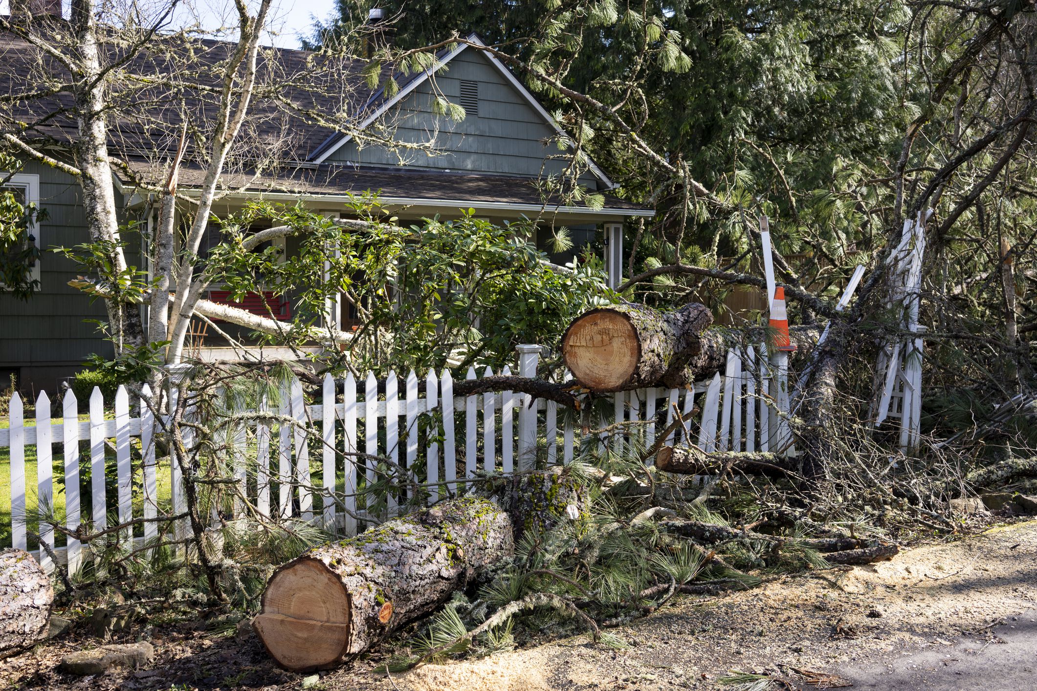 Fallen tree in the front yard of a residential home after storm. The tree has been cut into sections before removal.