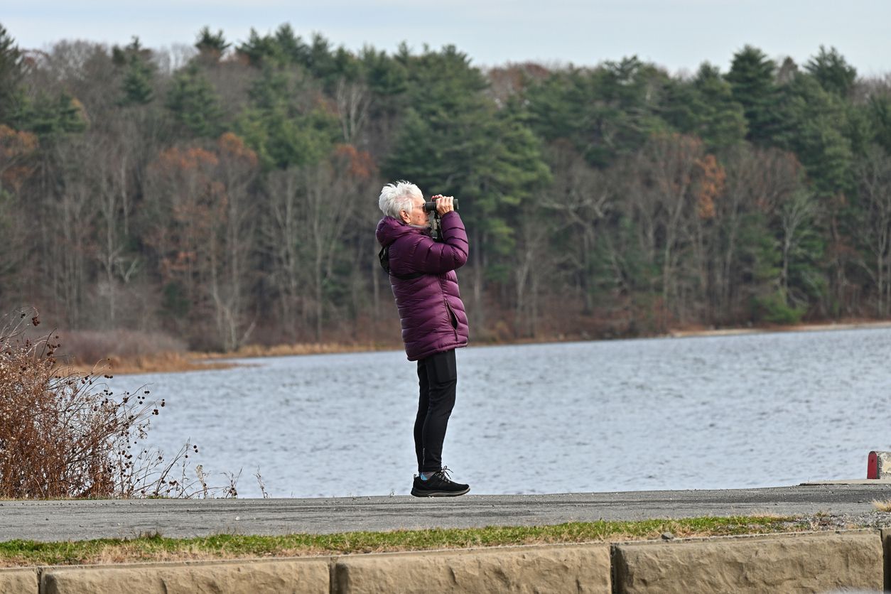 Solitary birder looking through binoculars from a boat ramp on Bantam Lake in Connecticut. Photo taken November 10, 2024. The largest natural lake in Connecticut, Bantam Lake covers almost 950 acres in the towns of Litchfield and Morris. At this time of y