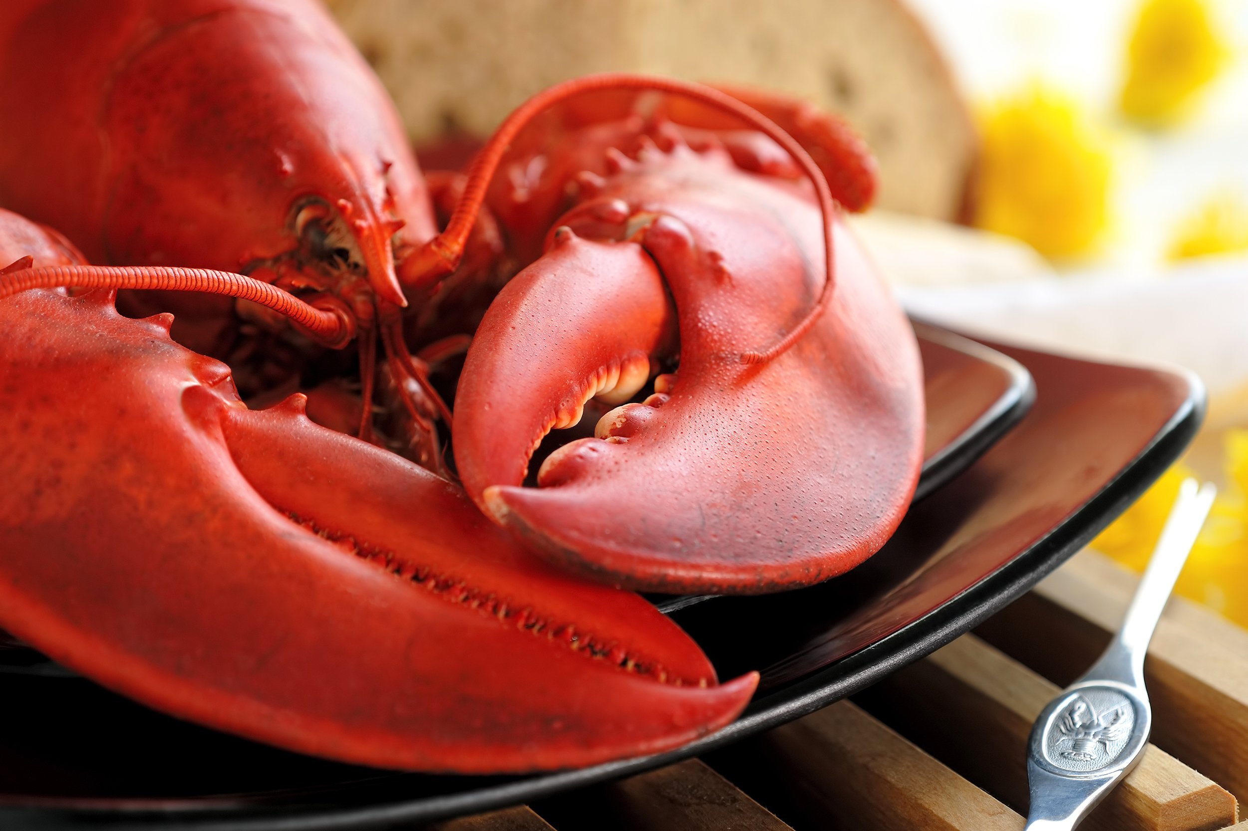 boiled Atlantic lobster on plate