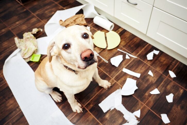 Ashamed dog looking up at camera surrounded by mess in the kitchen