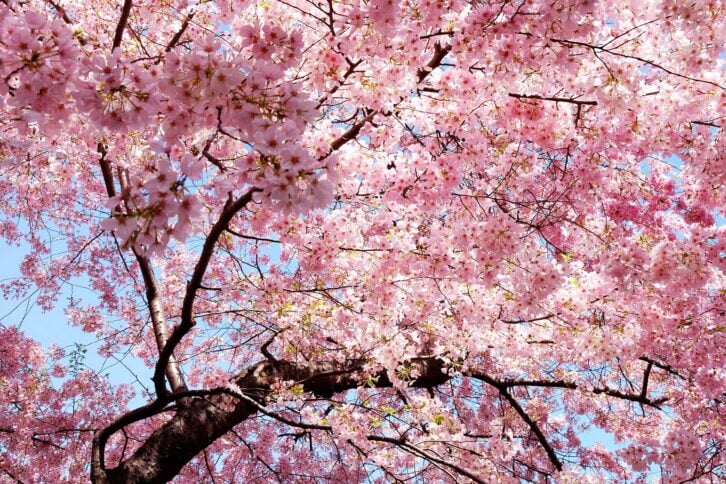 cherry blossom tree