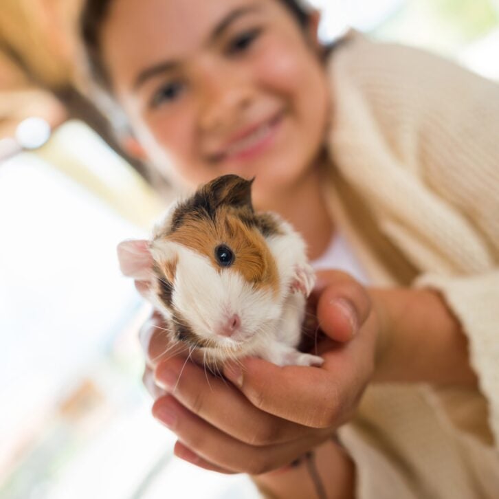 girl holding guinea pig