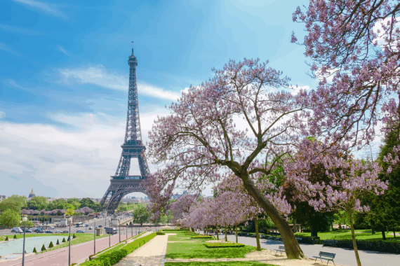 Paris in spring with cherry blossoms and the Eiffel tower in background