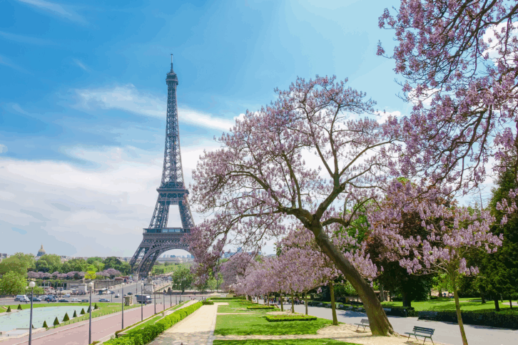 Paris in spring with cherry blossoms and the Eiffel tower in background