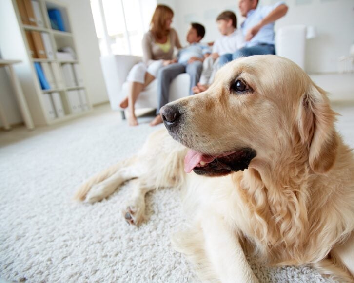 dog lying on the floor on background of family of four having rest at home