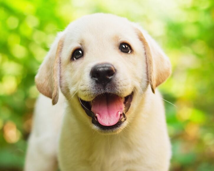 Labrador Retriever puppy in the yard