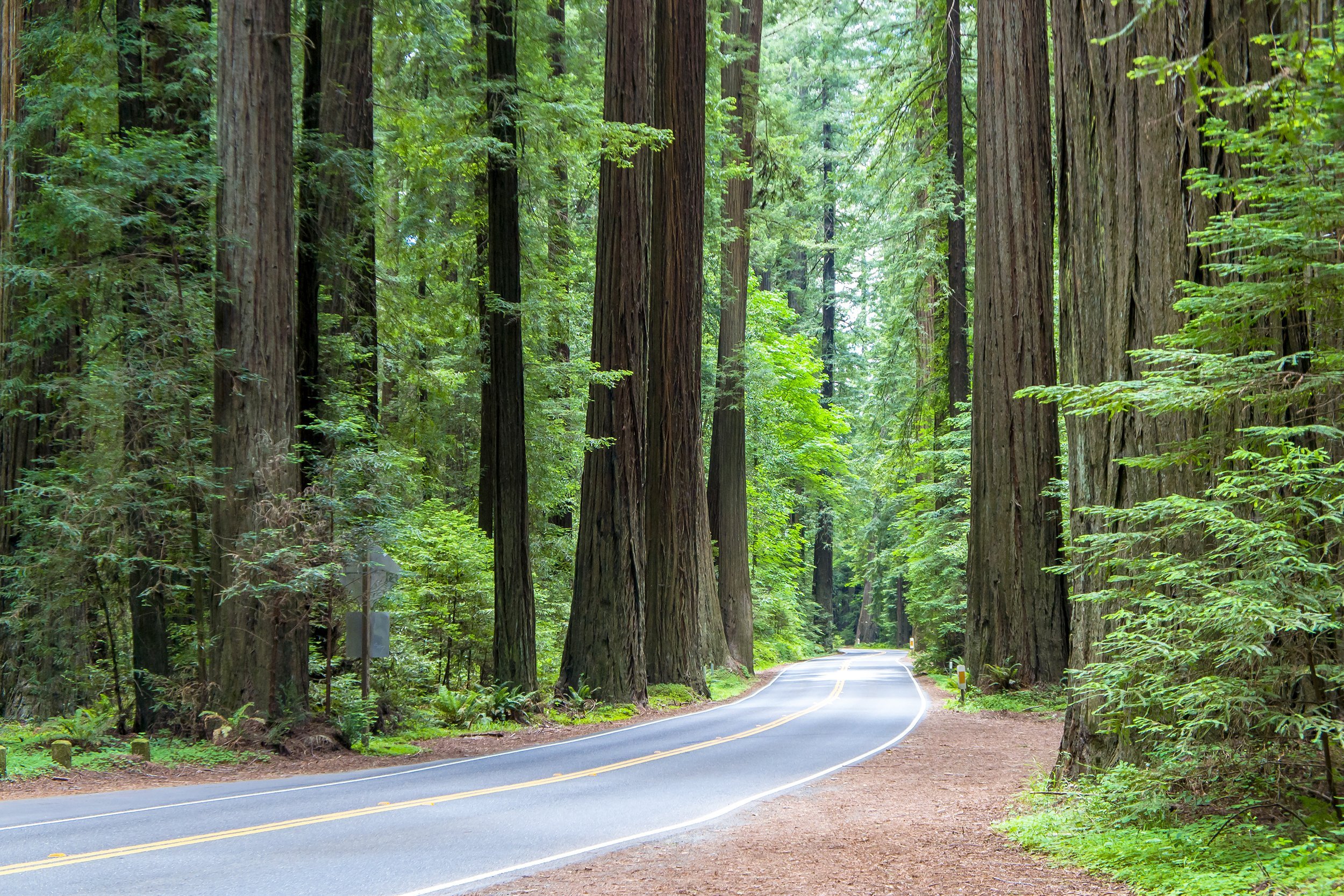 road through the California coastal redwood forest