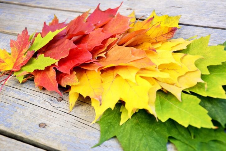 fall leaves on bench