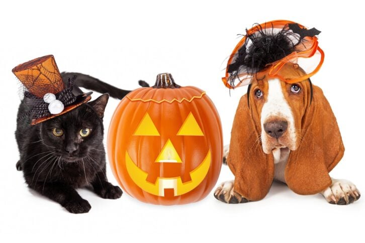 black kitten and Basset Hound dog wearing funny and fancy Halloween hats with jack-o-lantern 