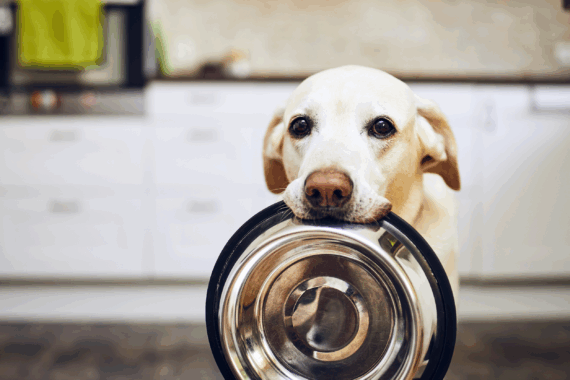 Dog holding his food bowl in his mouth