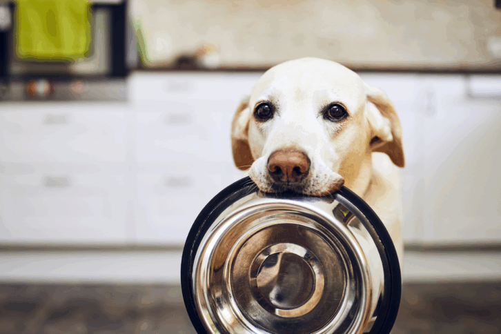 Dog holding his food bowl in his mouth