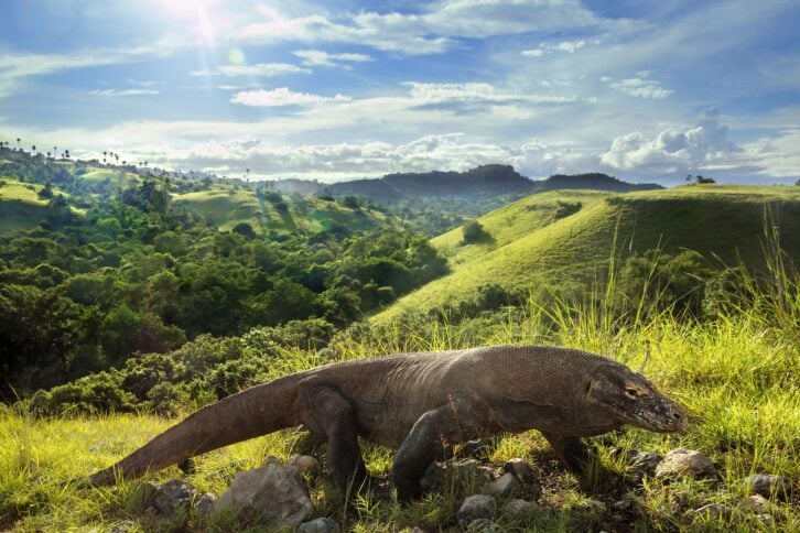 Komodo Island