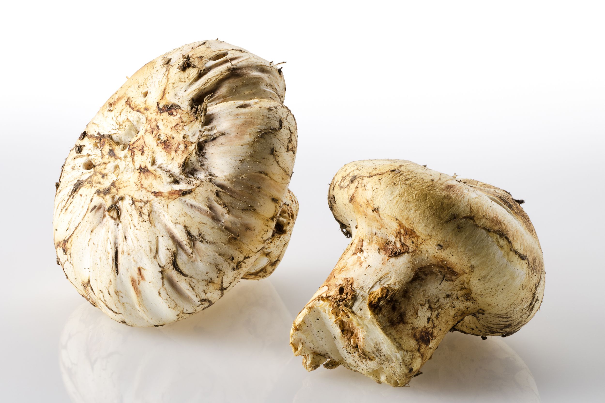 Matsutakes