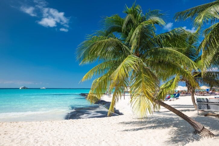 palm trees on Cancun