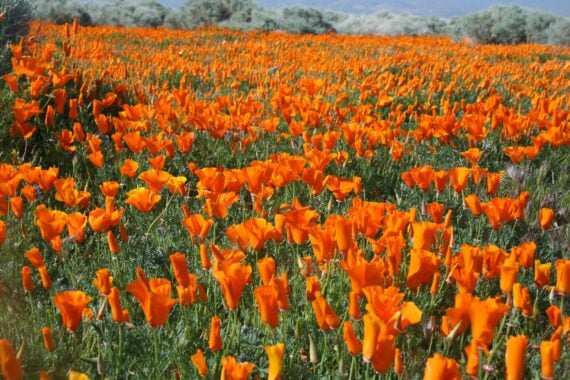 california poppies
