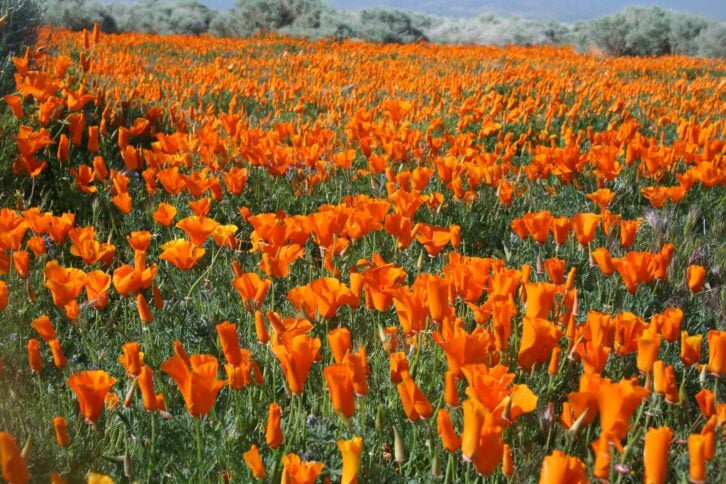 california poppies