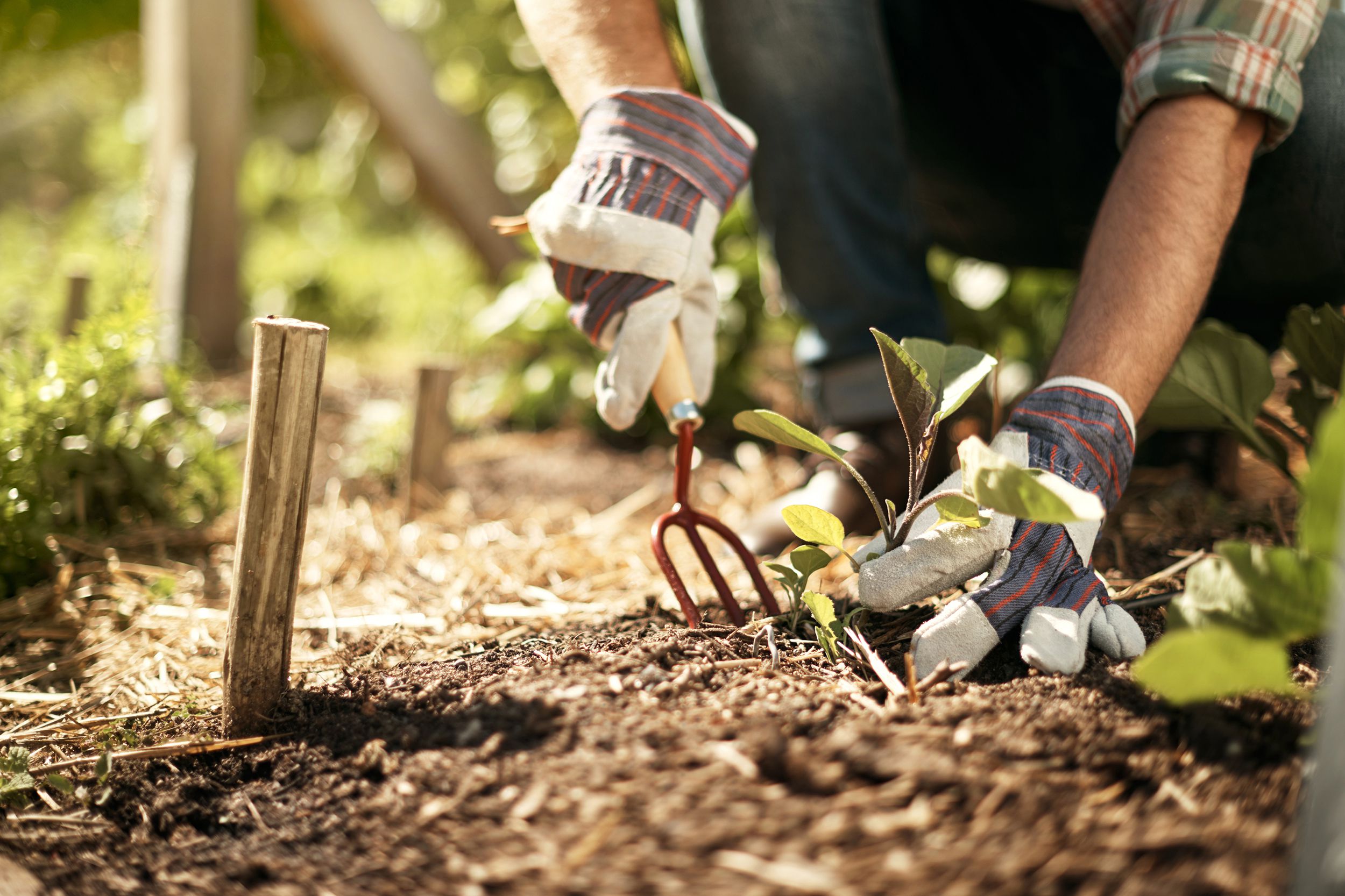 male farmer working in a vegetable garden