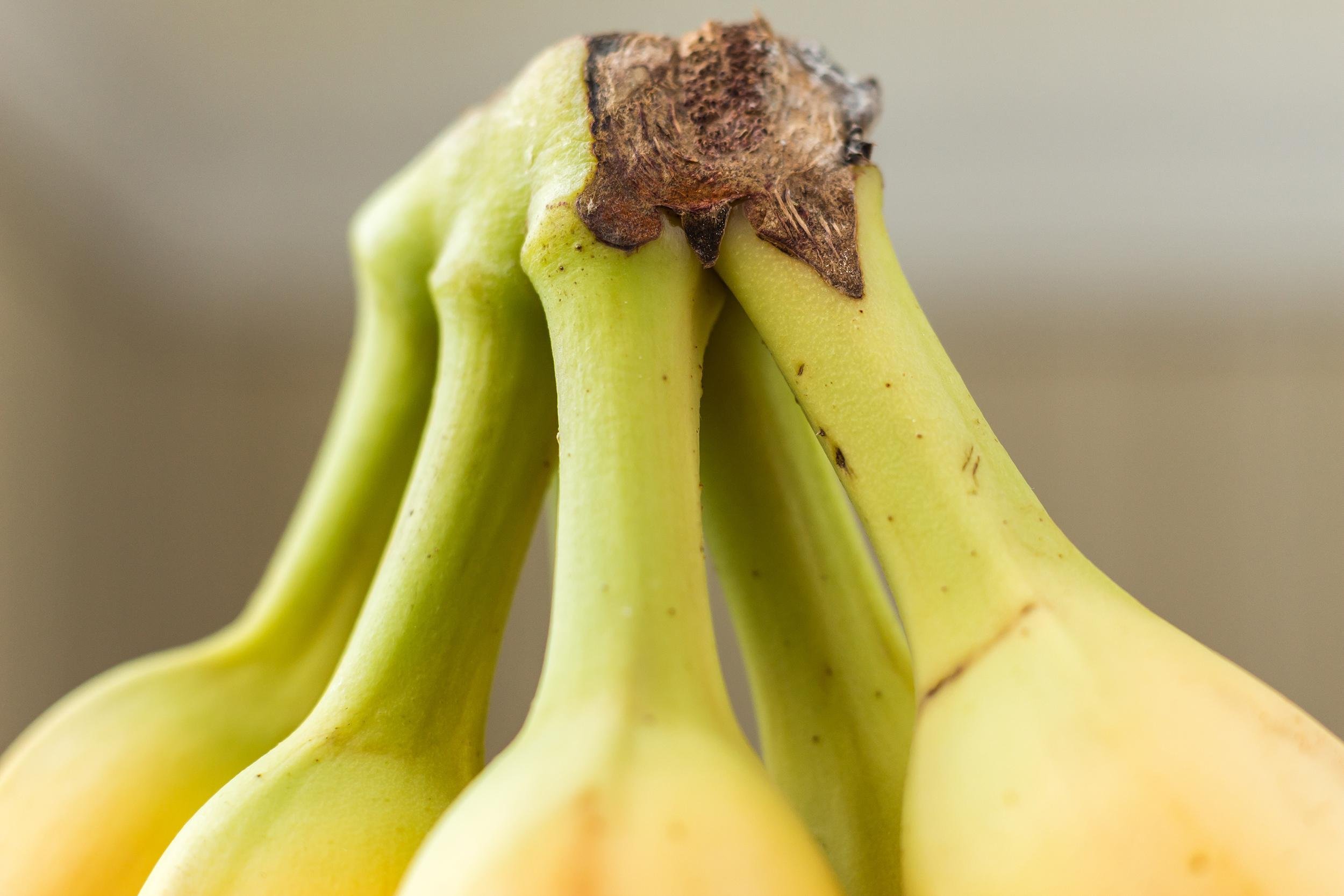 banana stems