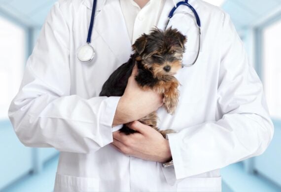 vet holding a puppy