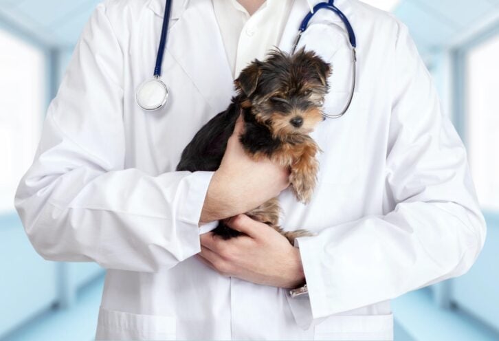 vet holding a puppy