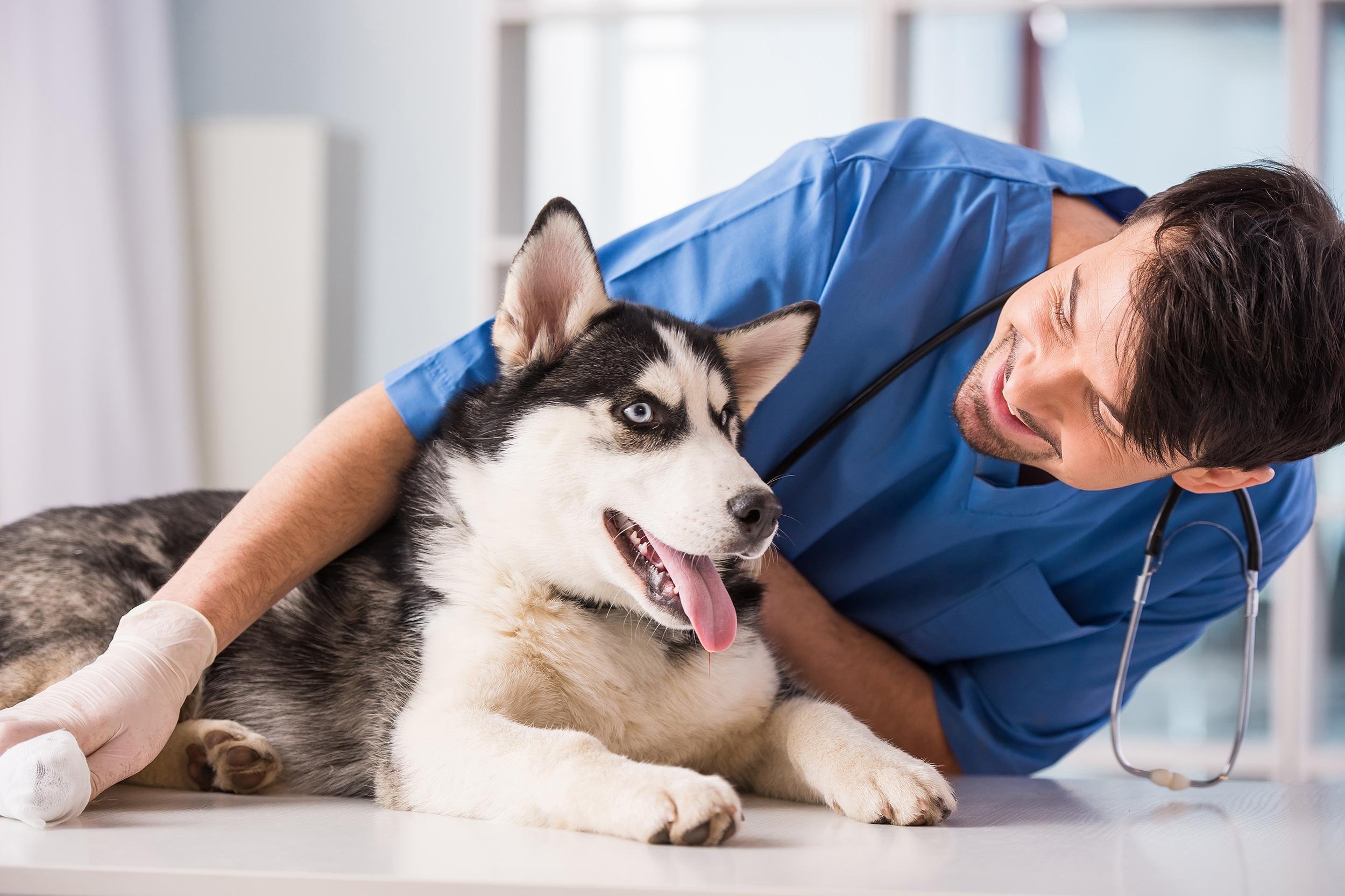 vet smiling and hugging dog