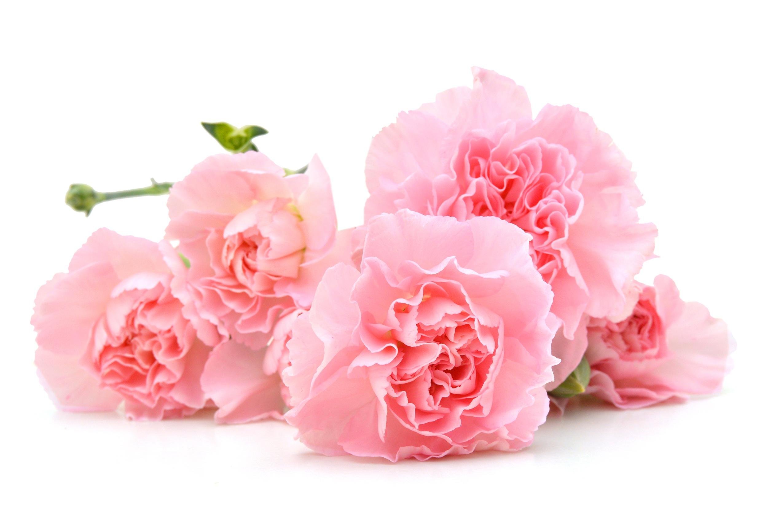 pink carnations
