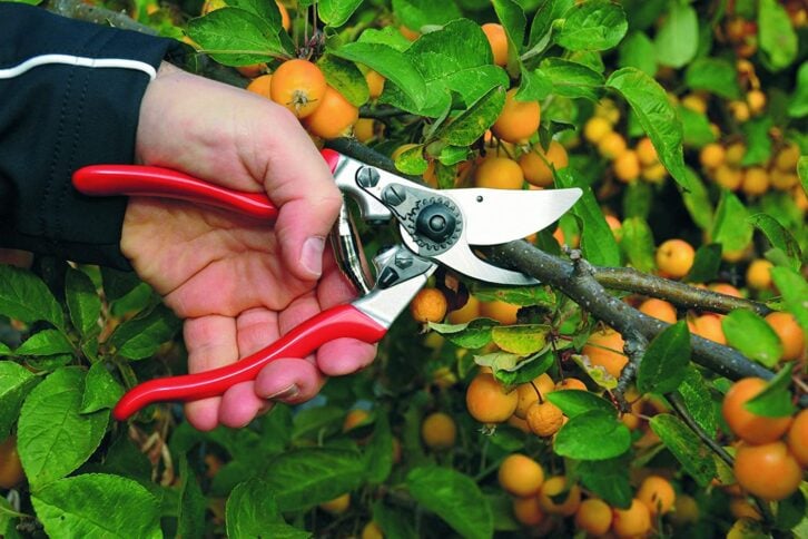 lefty gardening shears
