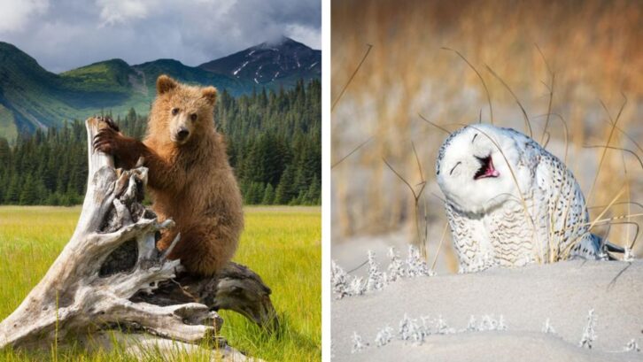 a brown bear standing in a tree, a white owl seeming to laugh