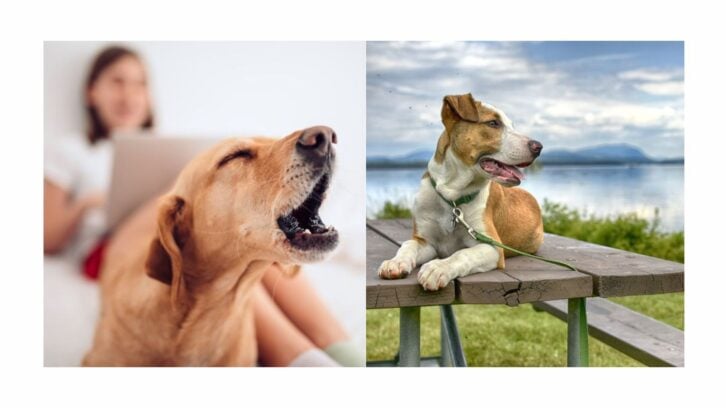 Bad dog habits, including barking and sitting on tables