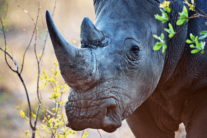Closeup of a rhinoceros