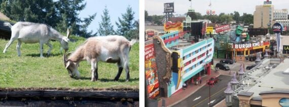 two goats grazing on a grassy roof, q downtown center