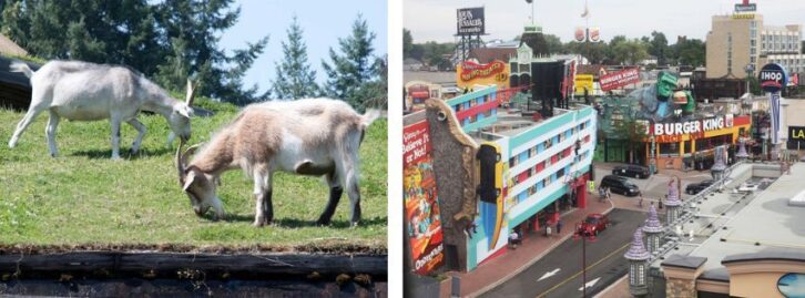 two goats grazing on a grassy roof, q downtown center