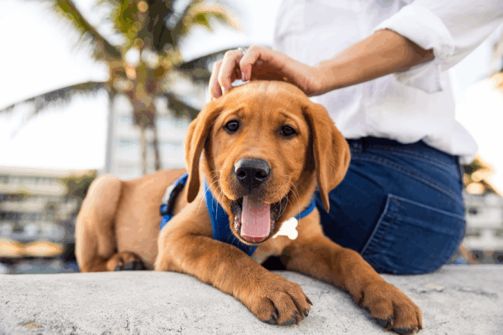 Woman with a Labrador retriever puppy
