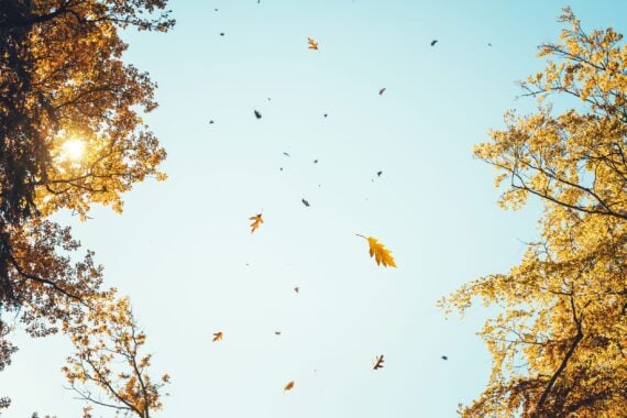 Autumn leaves and trees in the wind